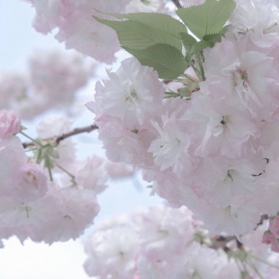 Furry插画构图灵感福瑞交流群